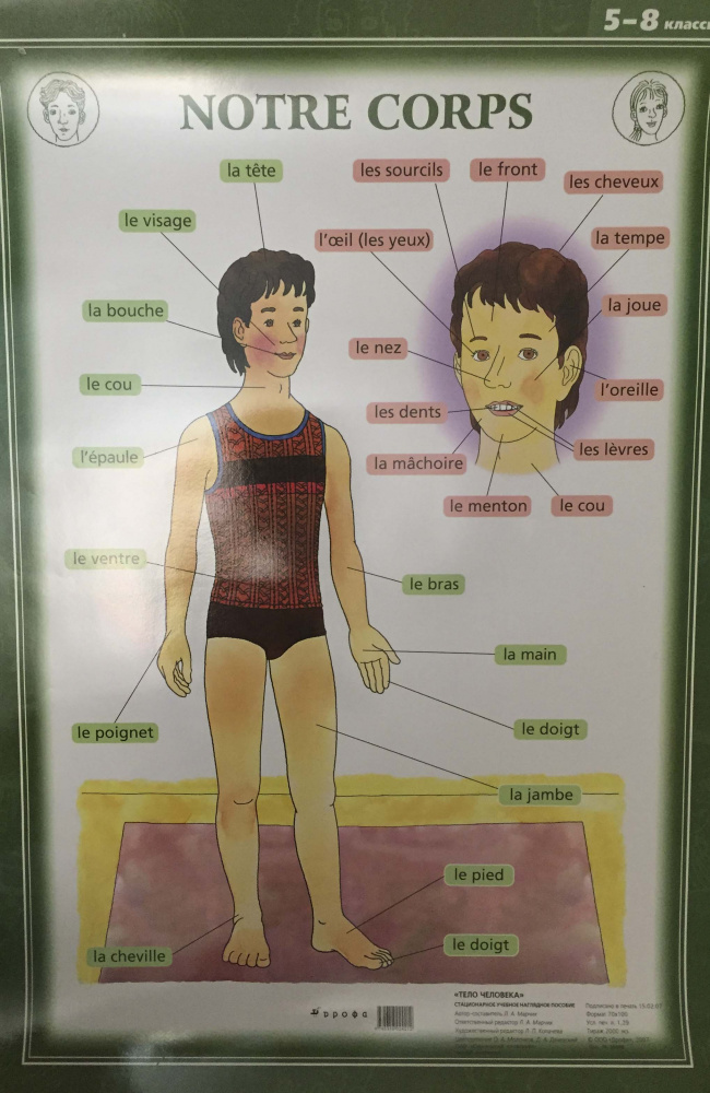Французский язык. Тело человека. 5-8 классы купить