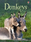 Beginners Donkeys купить
