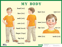 Строение тела человека. My body. Наглядное пособие по английскому языку для начальной школы купить