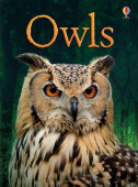 BEG Owls купить